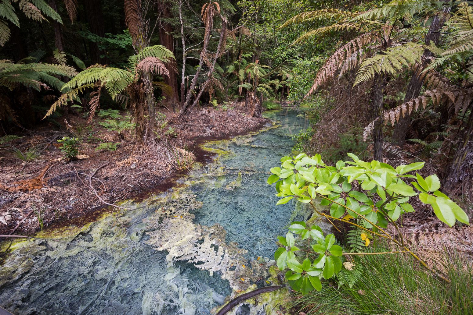 Beautiful pond inside the Redwoods Whakarewarewa Forest, Rotorua, New Zealand